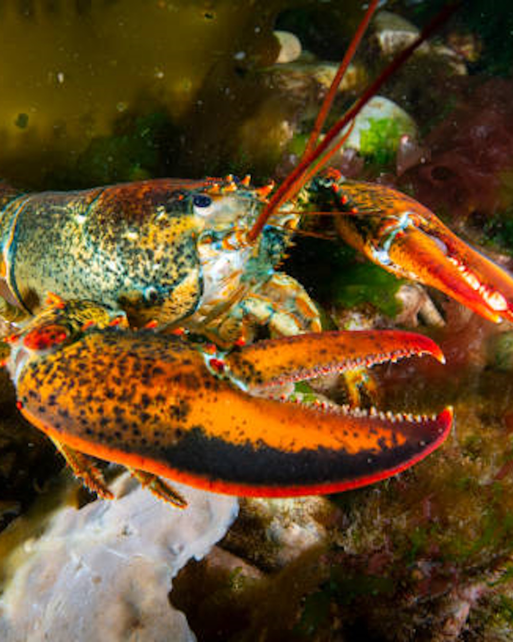 American lobster foraging for food on a rocky bottom.